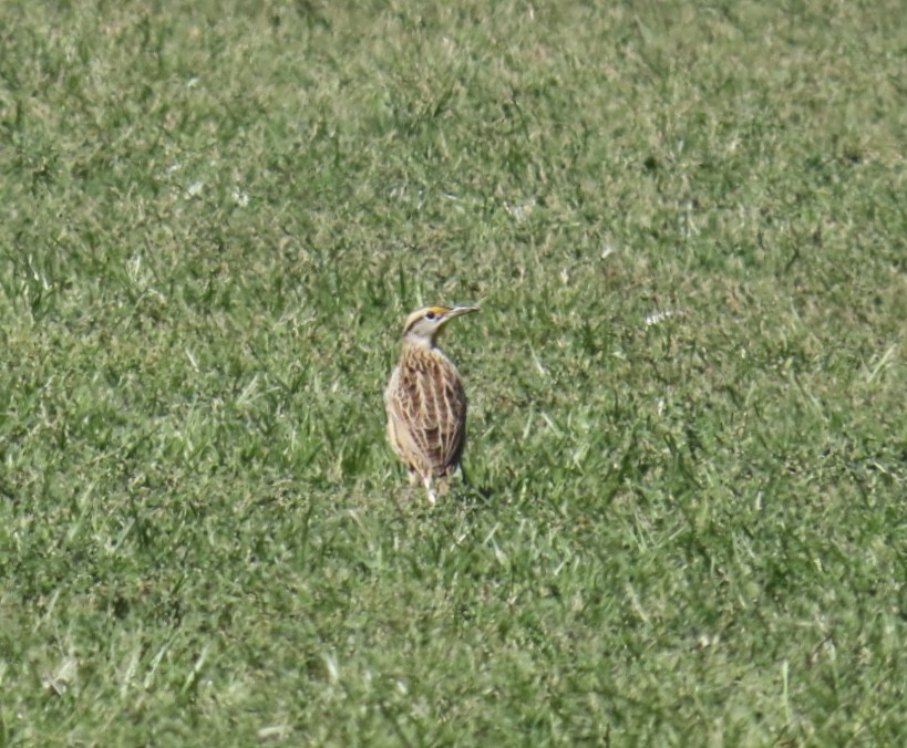 Eastern Meadowlark (Eastern) - ML642775299