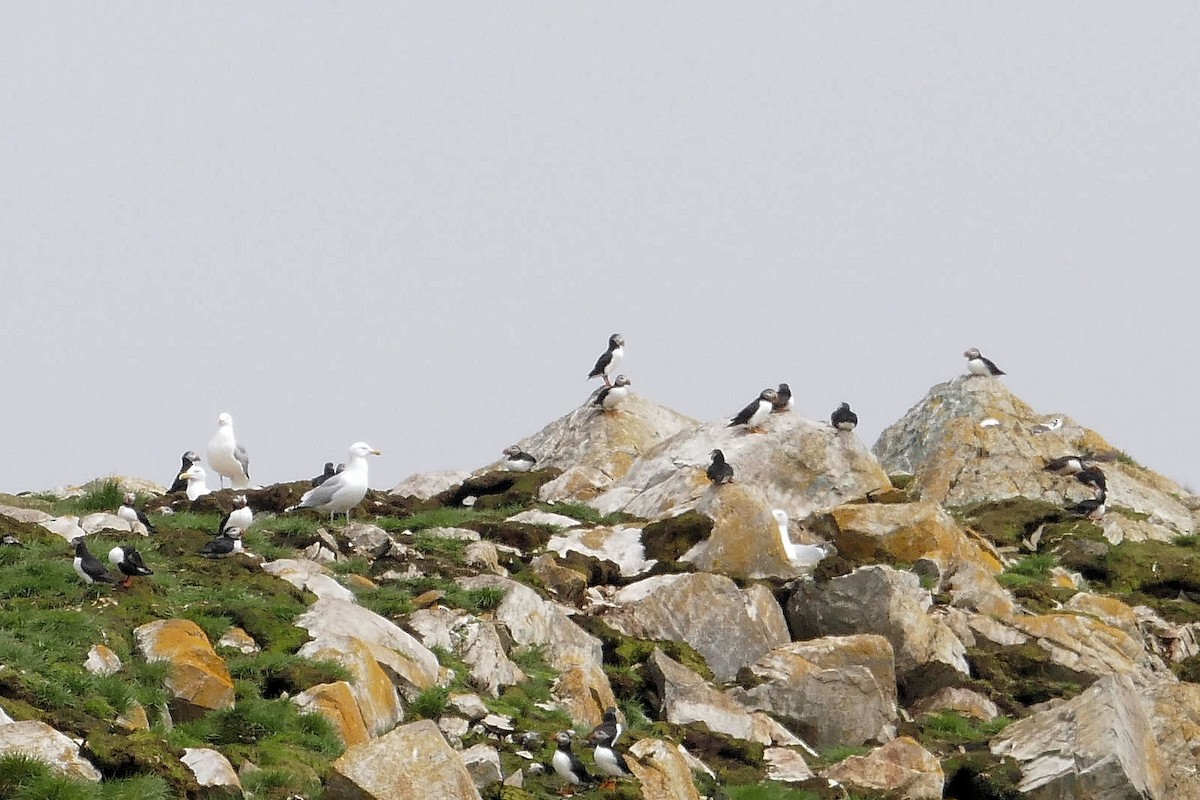 Atlantic Puffin - ML642775302