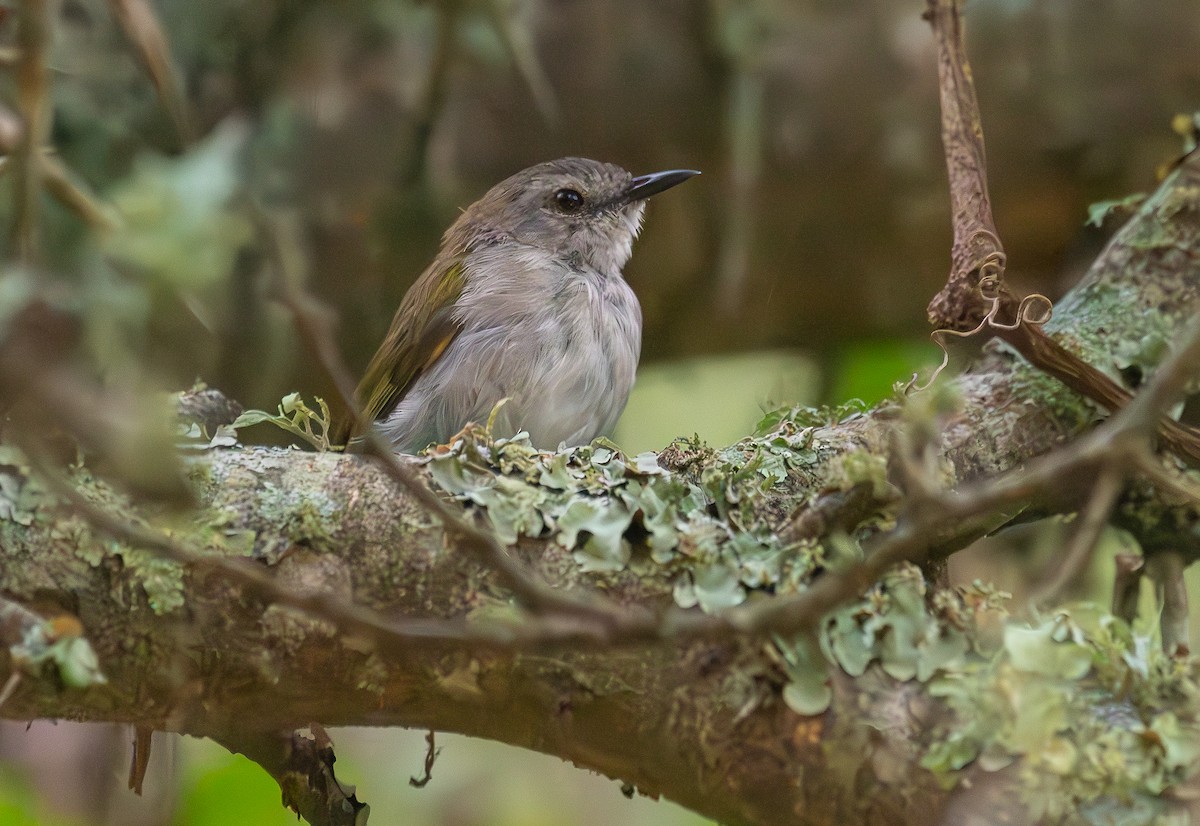 Green-backed Camaroptera - ML642775304