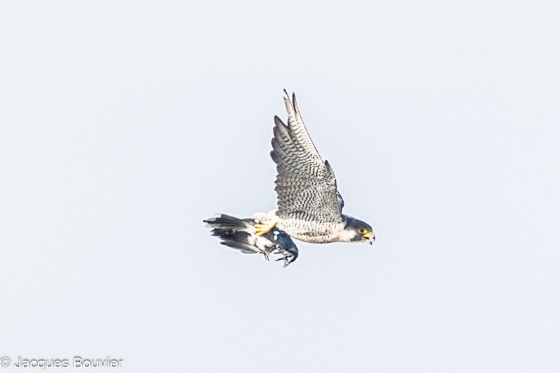 Эгэл шонхор - ML642775325