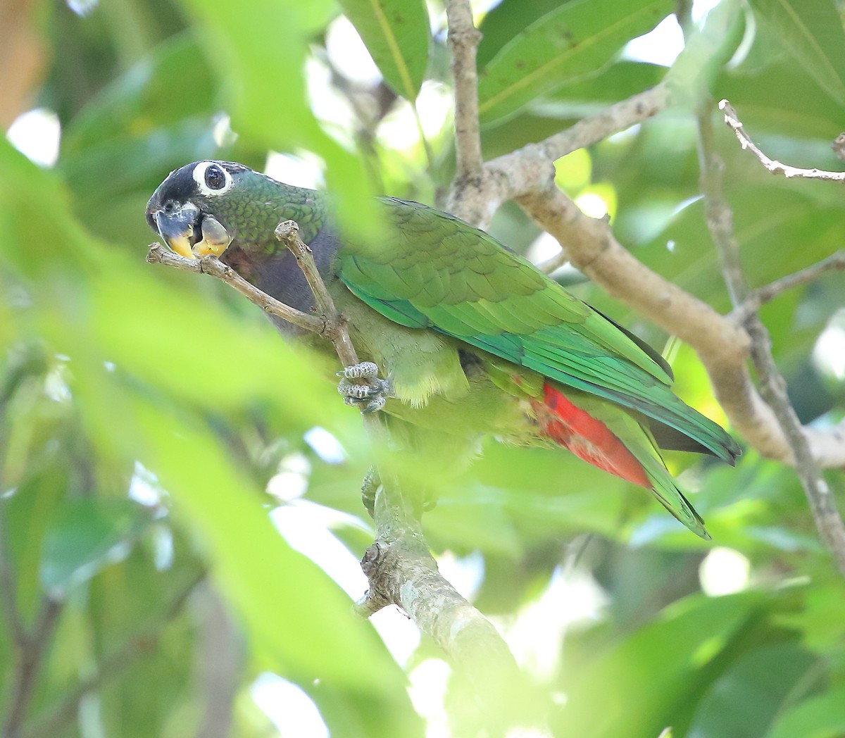 Scaly-headed Parrot - ML642775336
