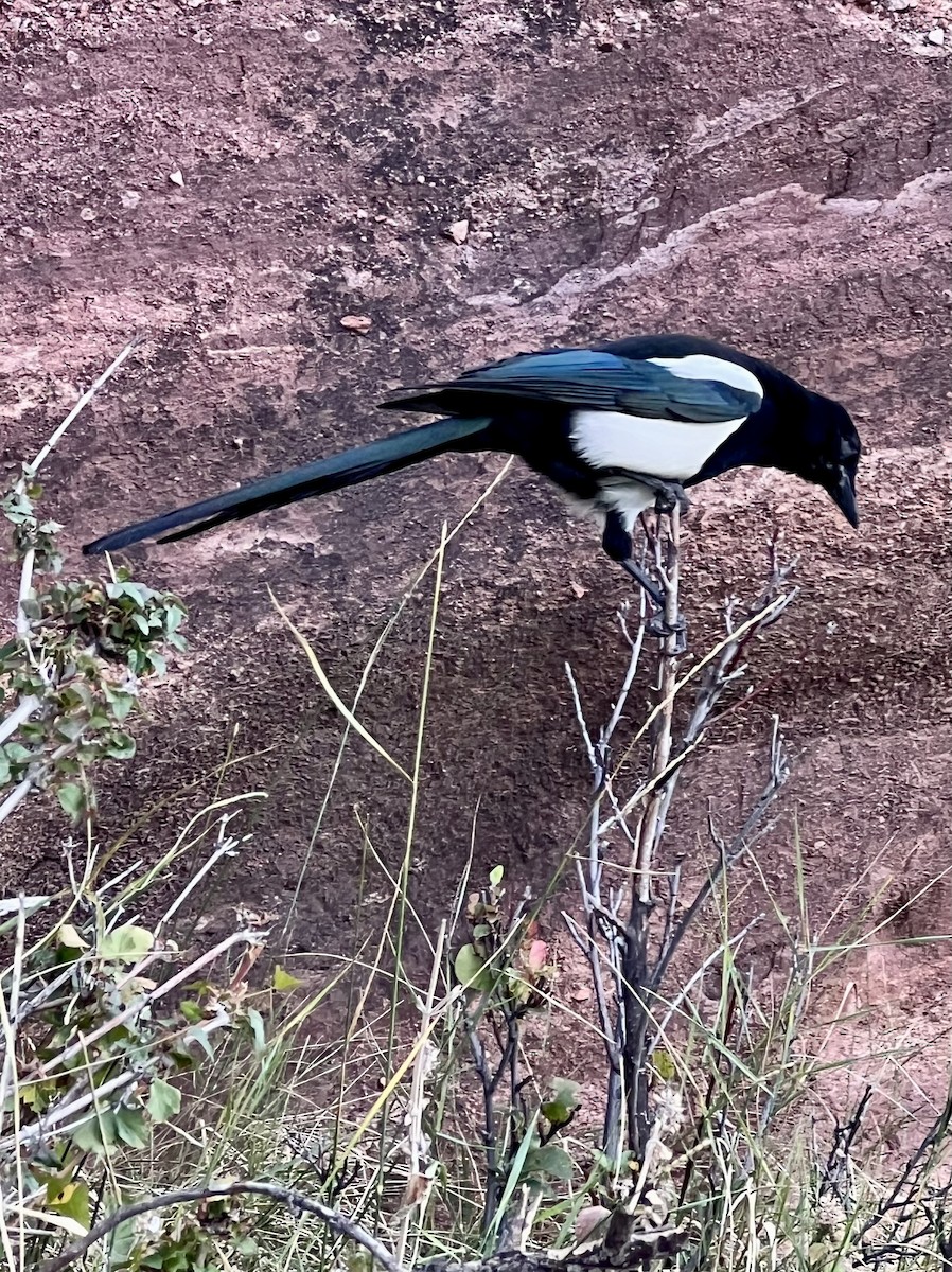 Black-billed Magpie - ML642775349