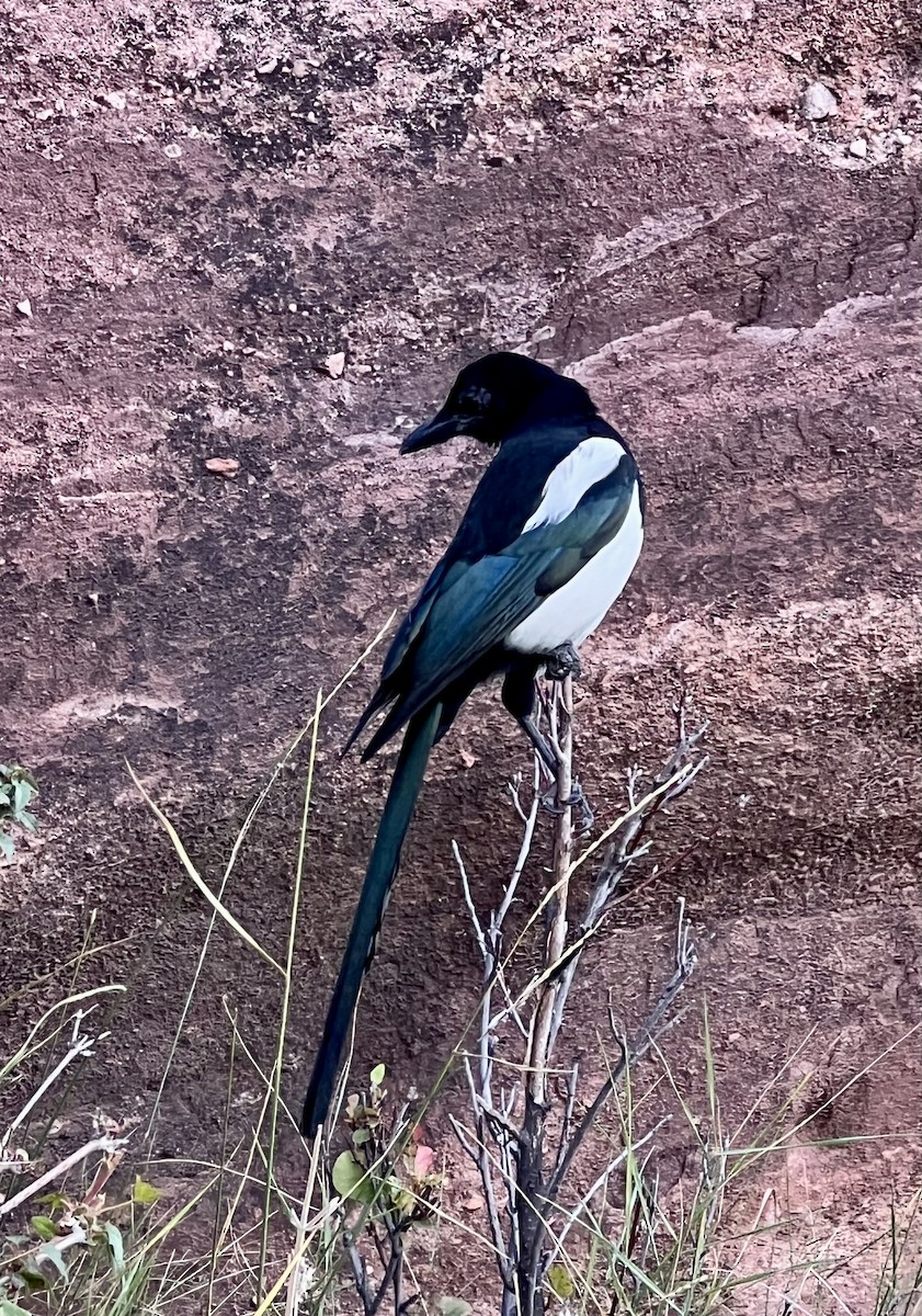 Black-billed Magpie - ML642775351
