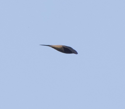 Chapman's Swift - ML642775370