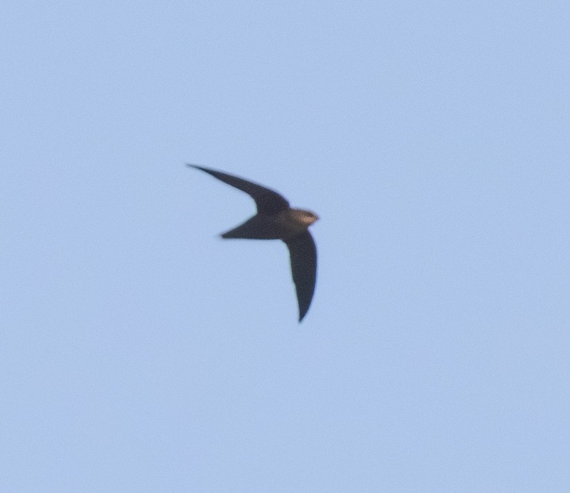 Chapman's Swift - ML642775372