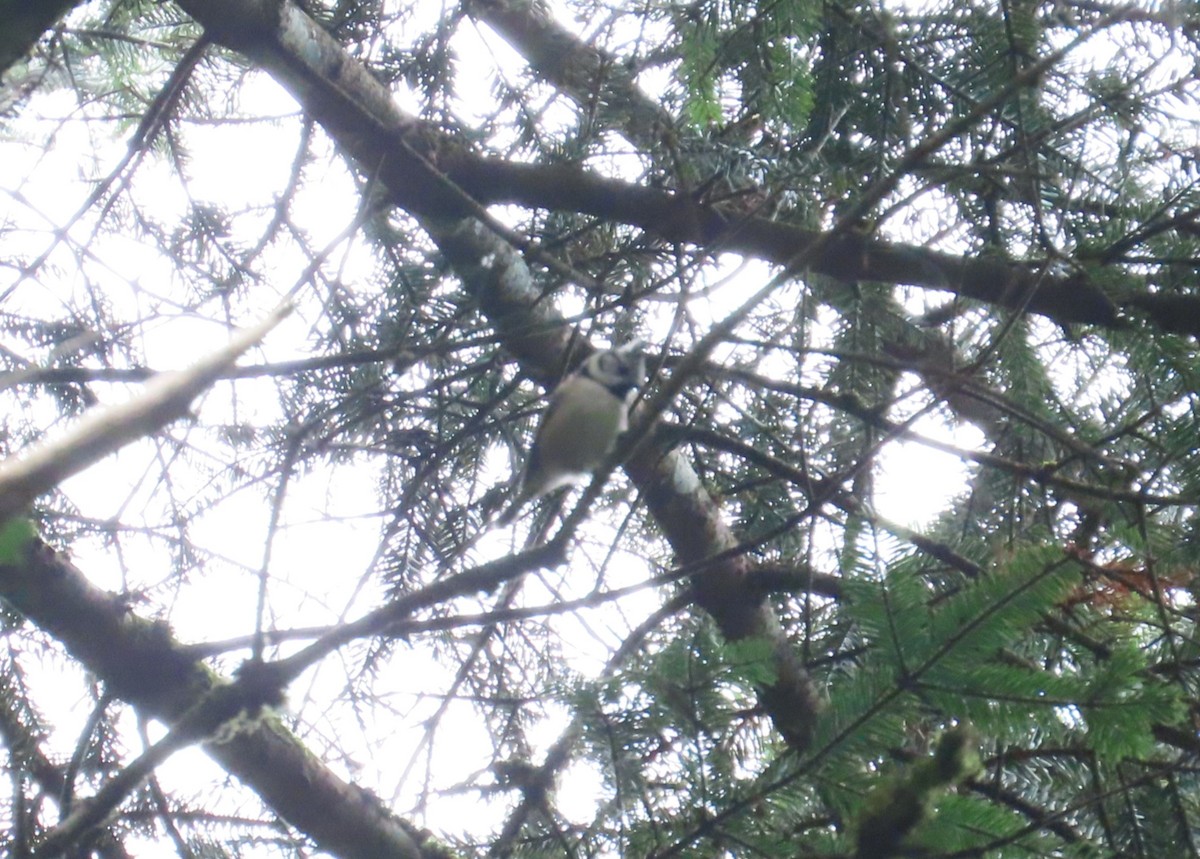 Crested Tit - ML642775379