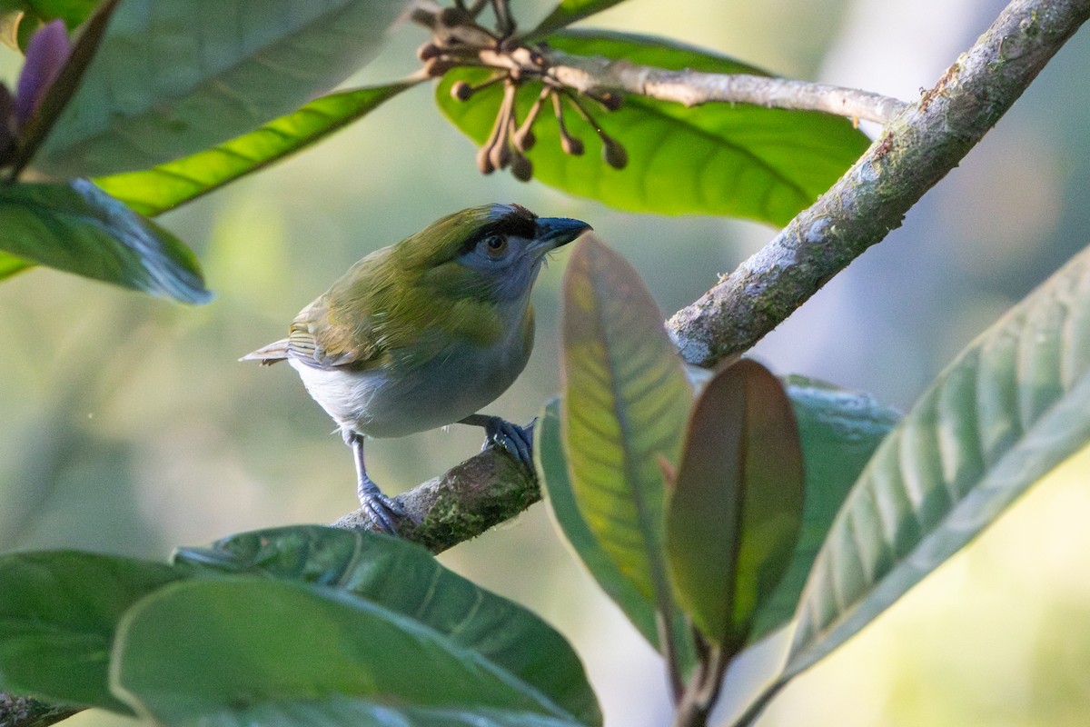 Black-billed Peppershrike - ML642775380