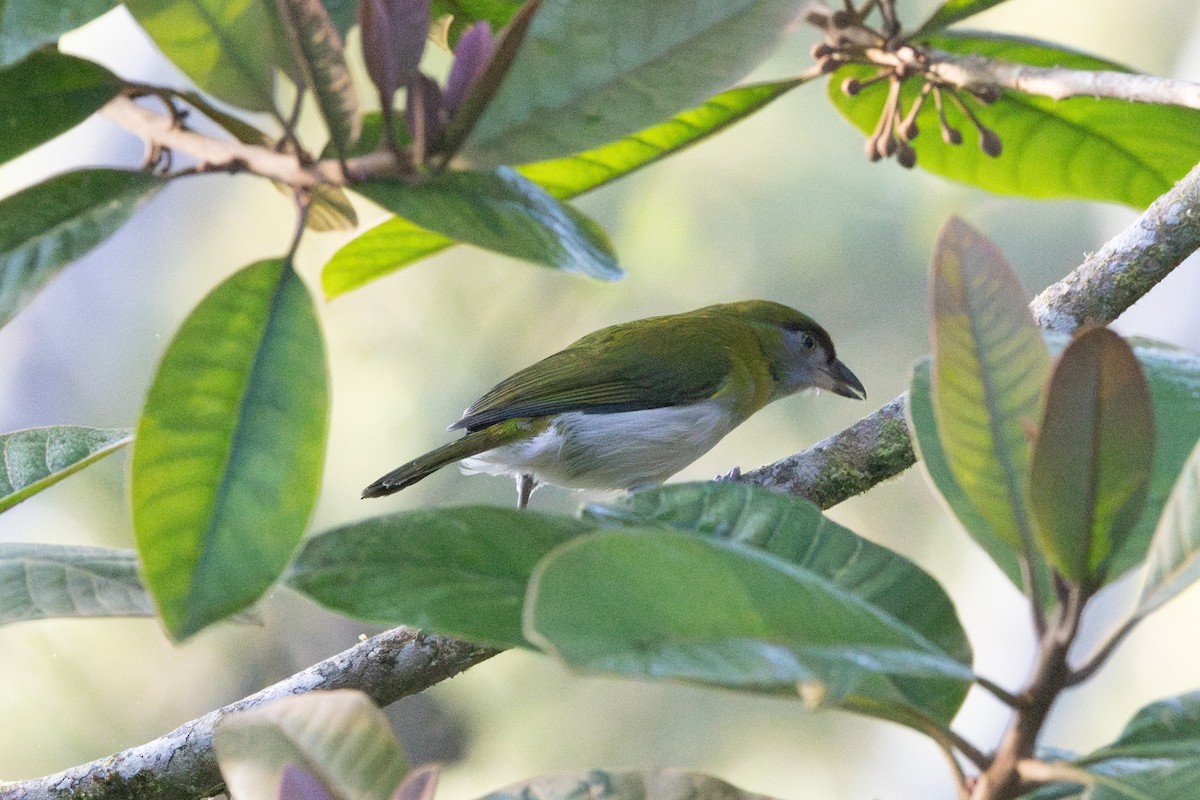 Black-billed Peppershrike - ML642775381