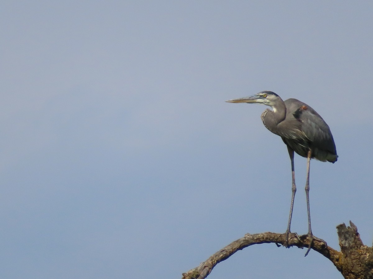 Great Blue Heron - ML642775386