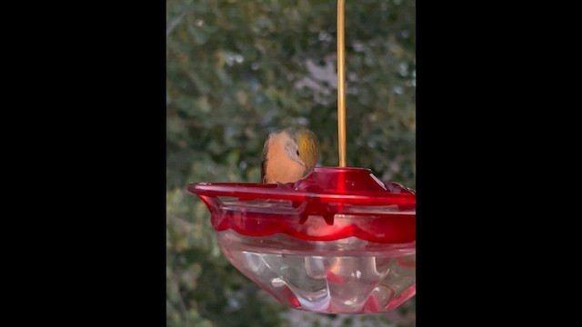 Broad-tailed Hummingbird - ML642775387