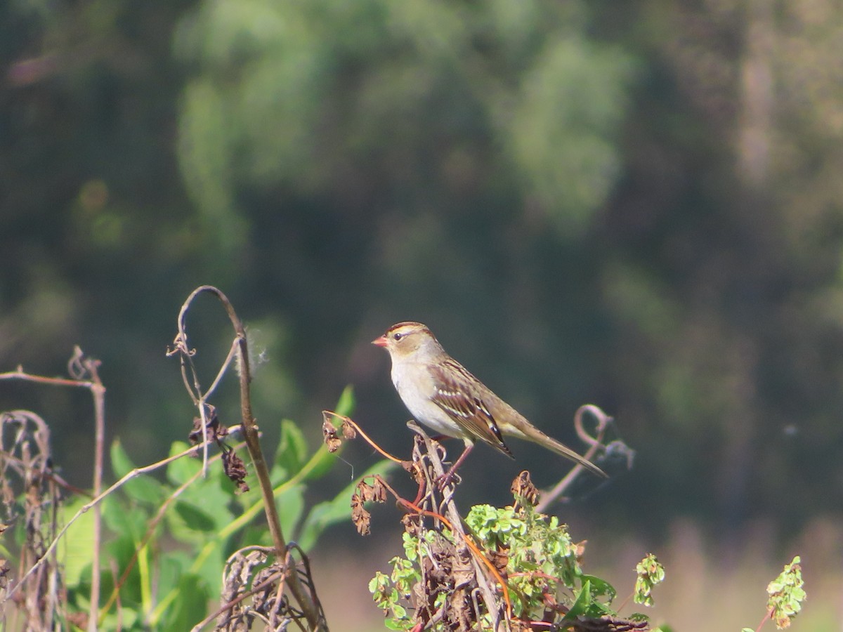 White-crowned Sparrow - ML642775401