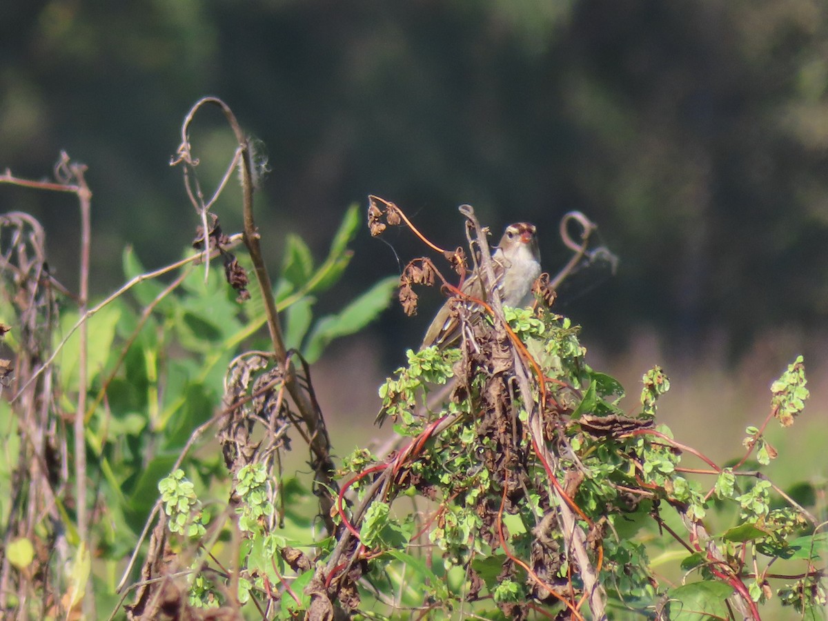 White-crowned Sparrow - ML642775402