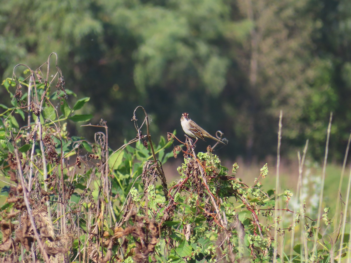 White-crowned Sparrow - ML642775403