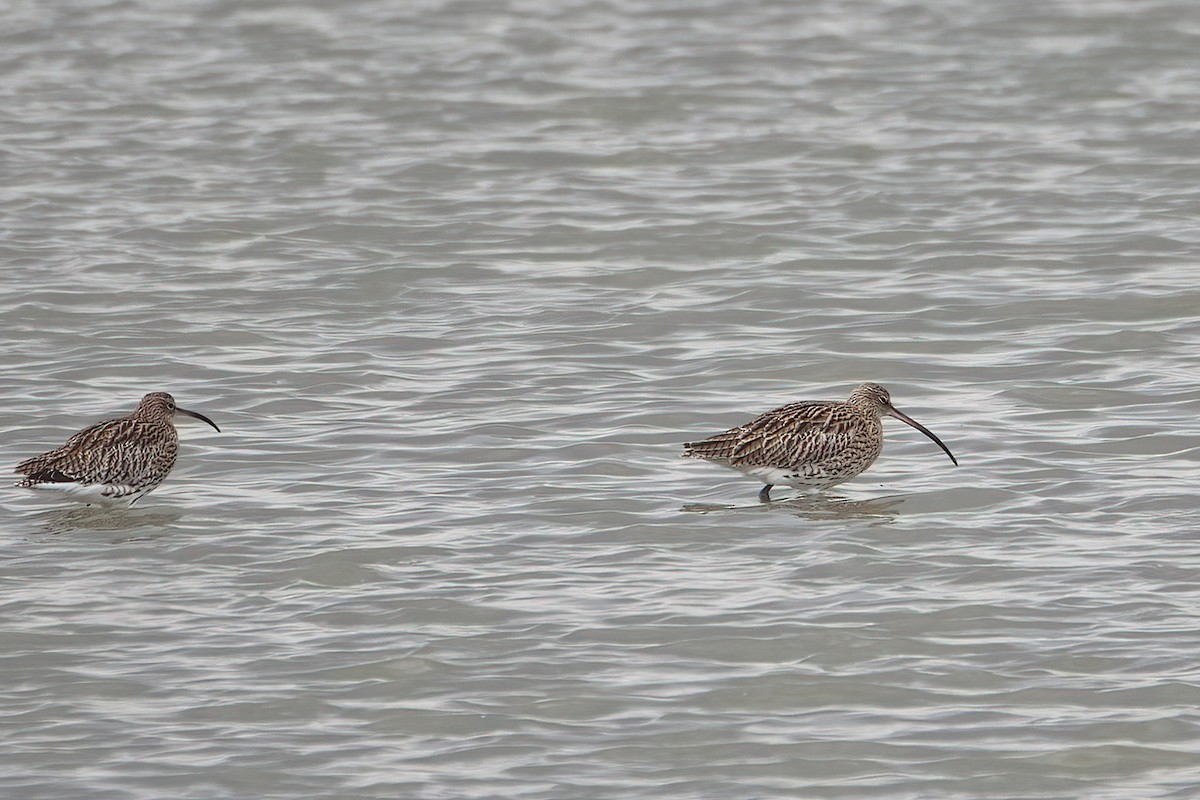 Eurasian Curlew - ML642775408
