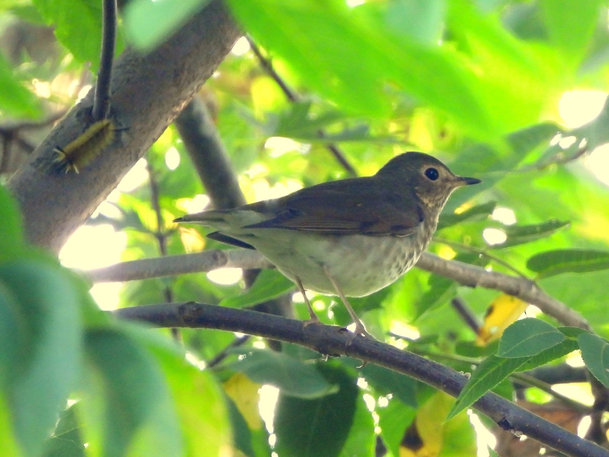 Swainson's Thrush - ML642775424