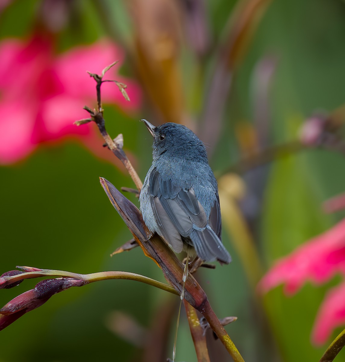 Slaty Flowerpiercer - ML642775473