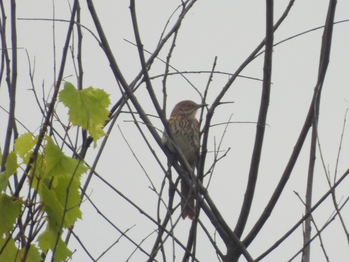 Brown Thrasher - ML642775476