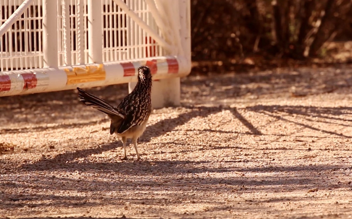 Greater Roadrunner - ML642775511