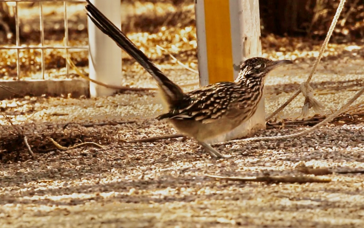 Greater Roadrunner - ML642775512