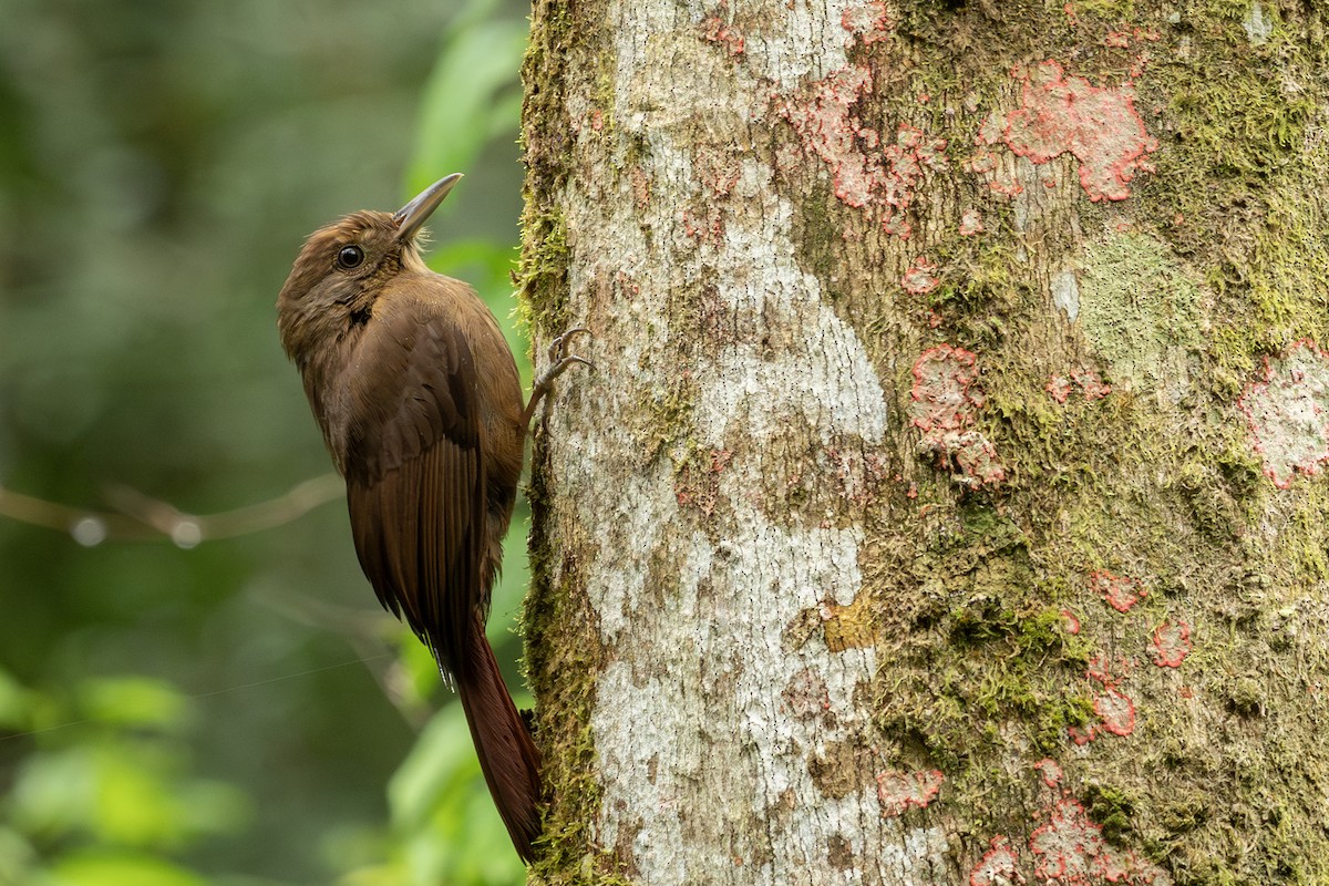 Plain-winged Woodcreeper - ML642775523