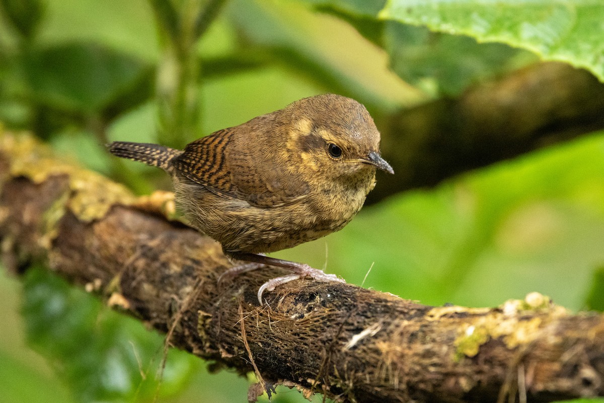 Mountain Wren - ML642775527