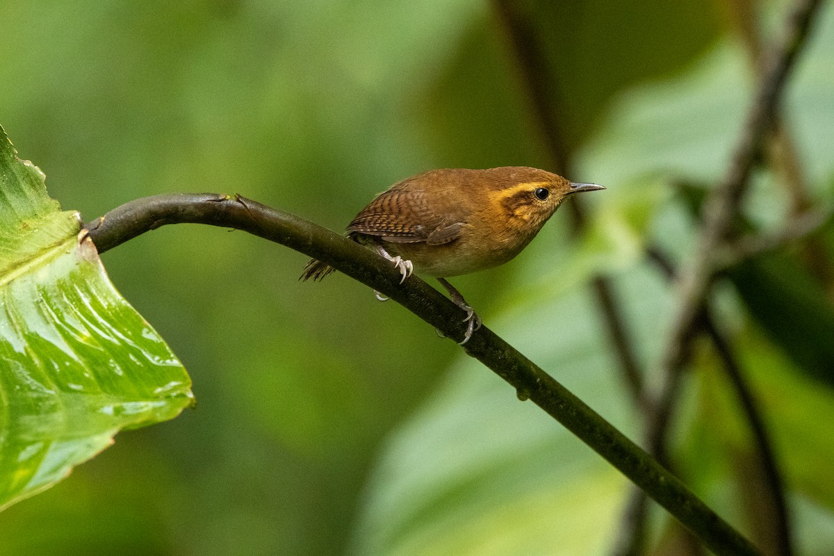 Mountain Wren - ML642775528