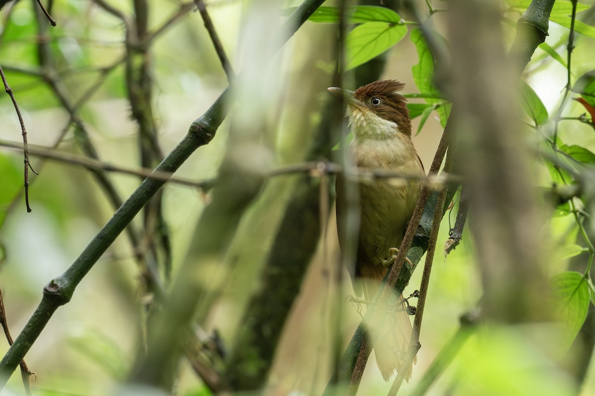 White-eyed Foliage-gleaner - ML642775534