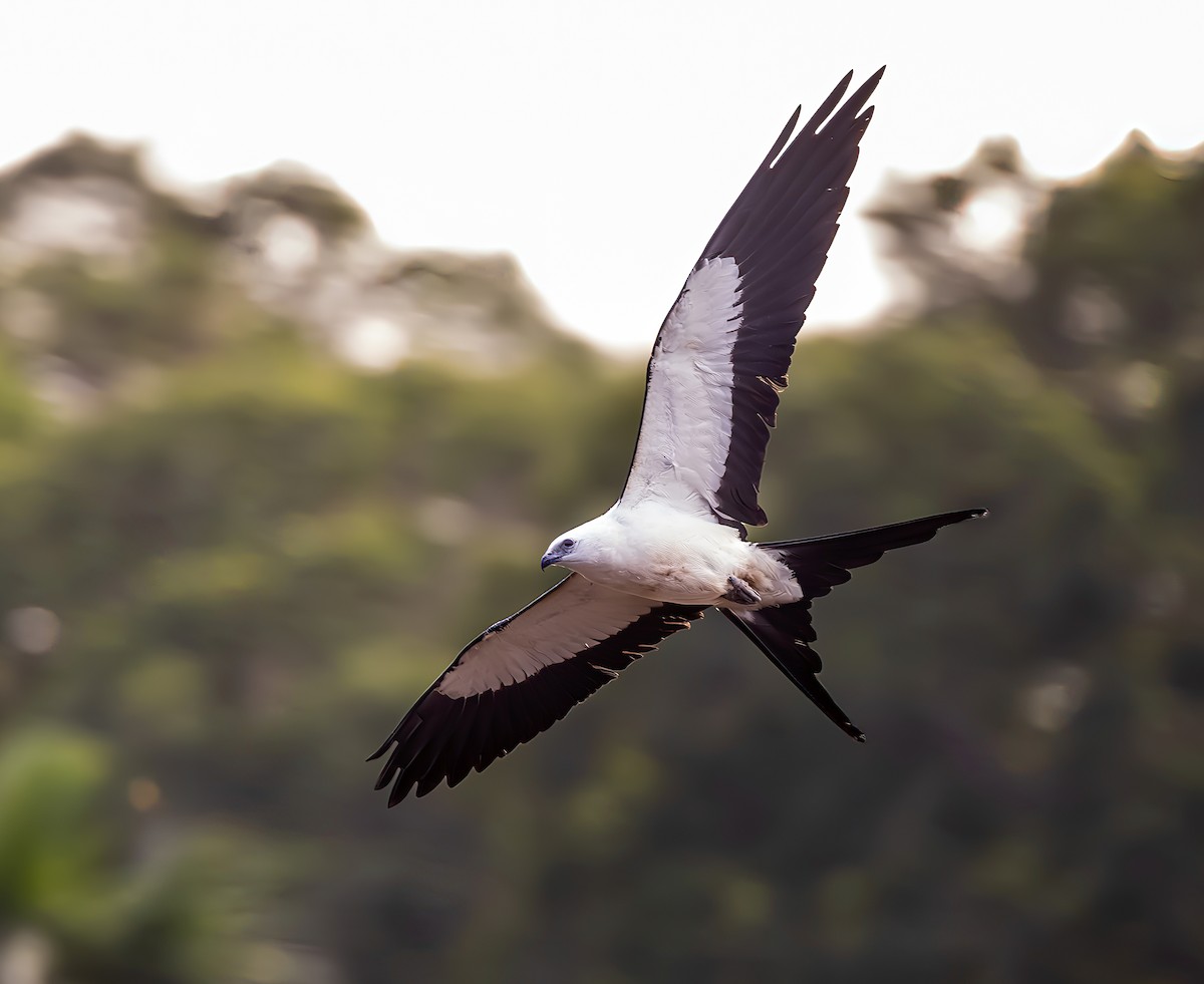 Swallow-tailed Kite - ML642775540