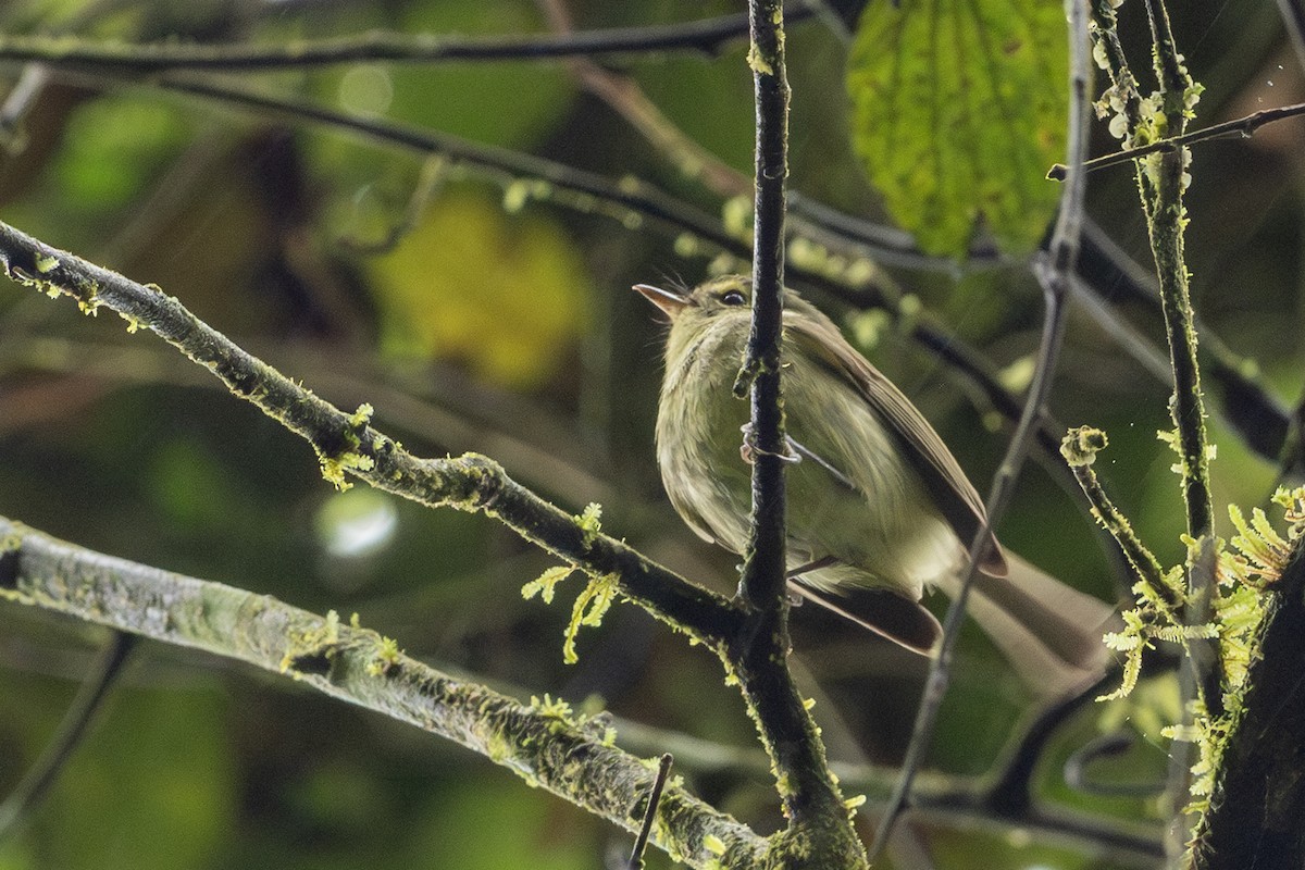 Oustalet's Tyrannulet - ML642775542
