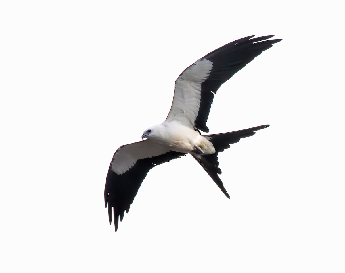 Swallow-tailed Kite - ML642775543