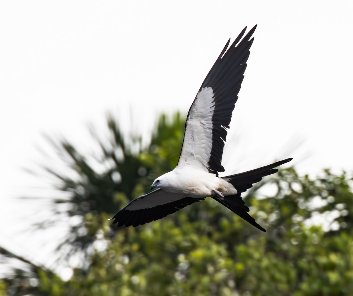 Swallow-tailed Kite - ML642775544