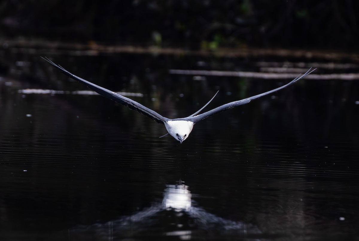 Swallow-tailed Kite - ML642775545