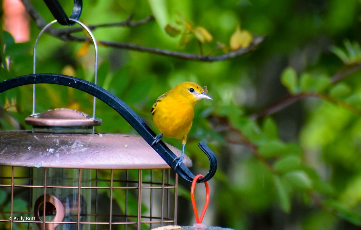 Baltimore Oriole - ML642775547