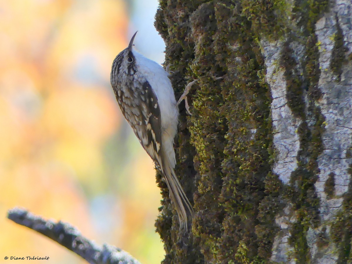 Brown Creeper - ML642775585