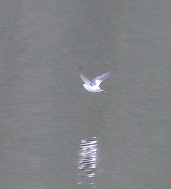 White-rumped Swallow - ML642775592