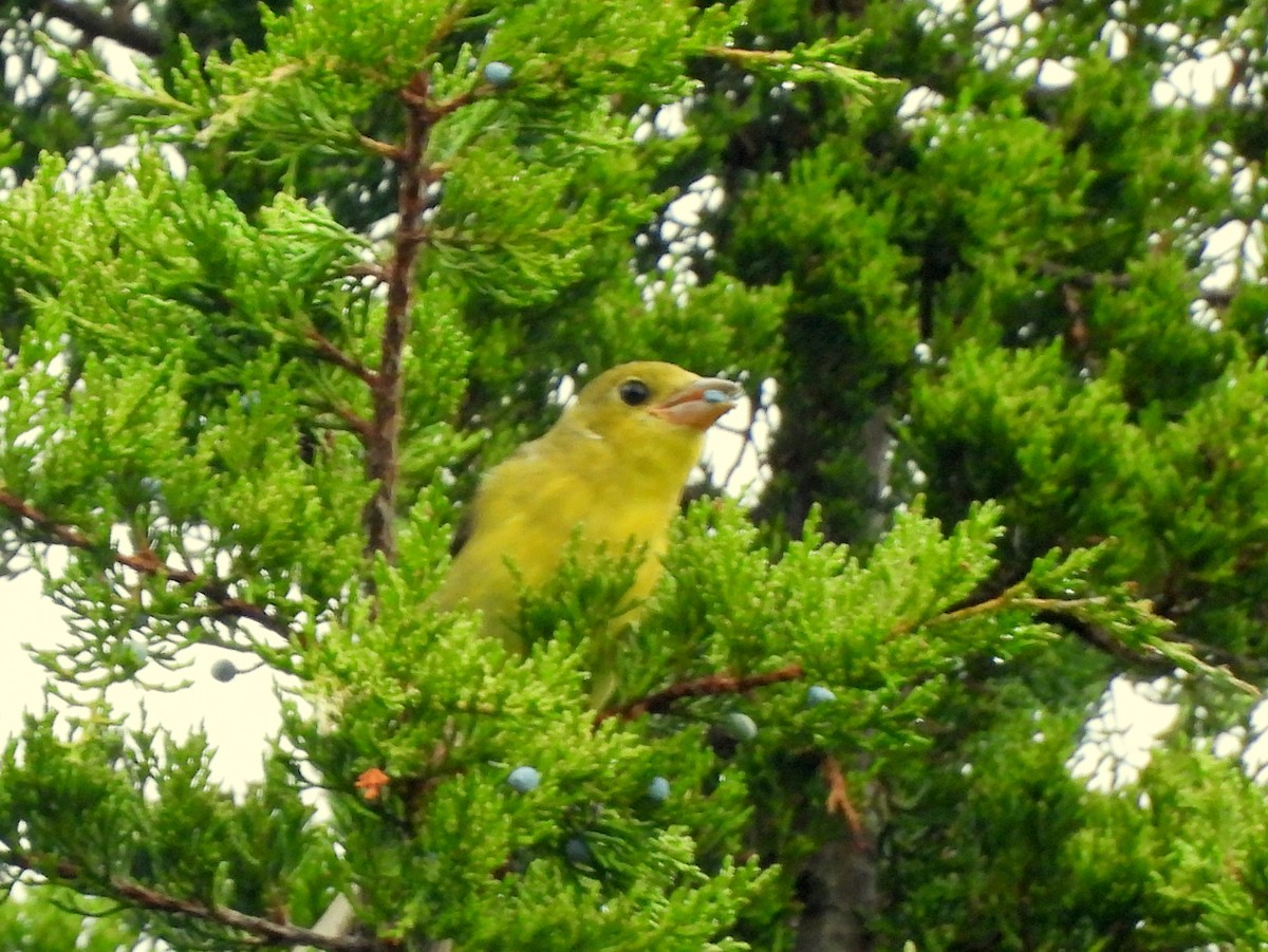 Scarlet Tanager - ML642775599