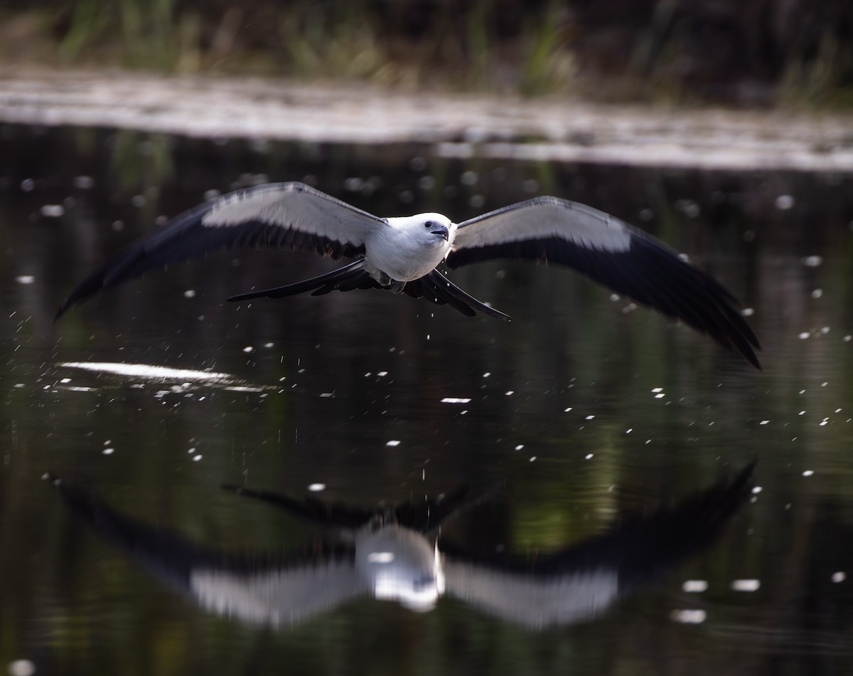 Swallow-tailed Kite - ML642775600