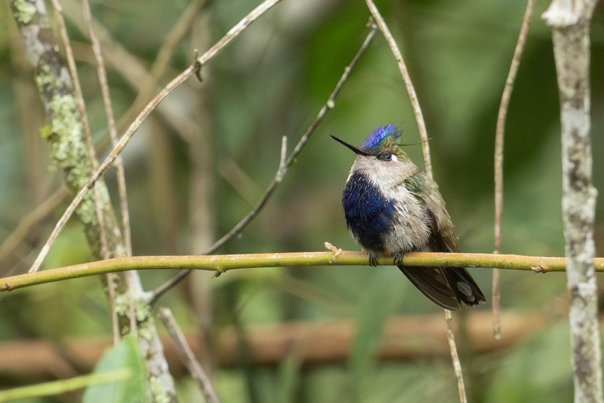 Колібрі пурпуровочубий - ML642775604