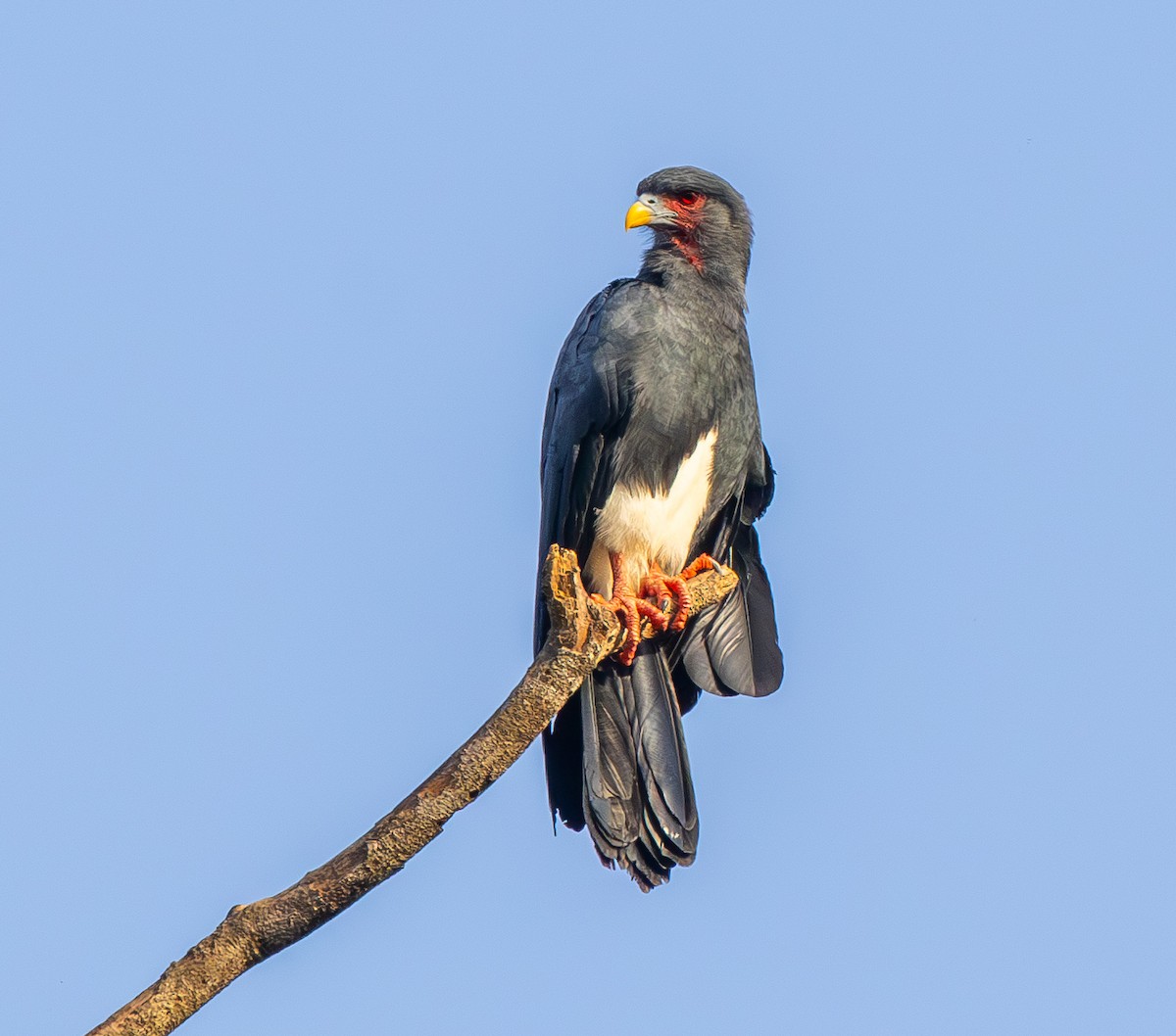 Red-throated Caracara - ML642775640