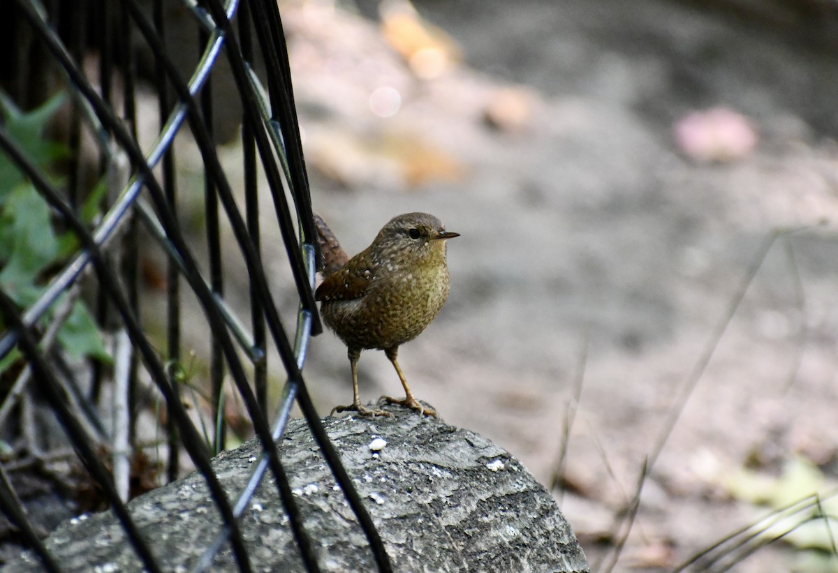 Winter Wren - ML642775649