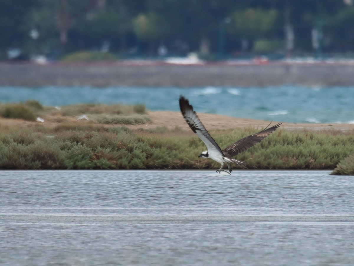 Osprey - ML642775687