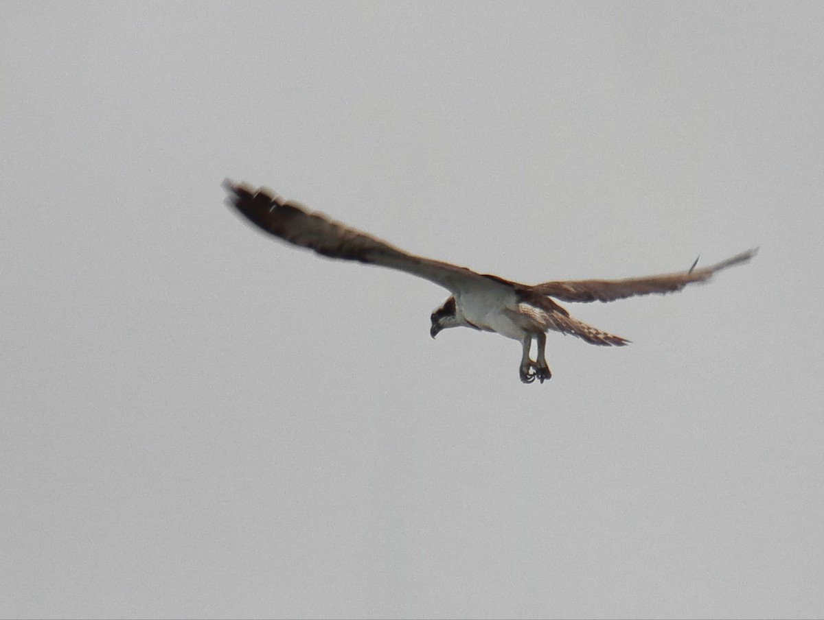 Osprey - ML642775696