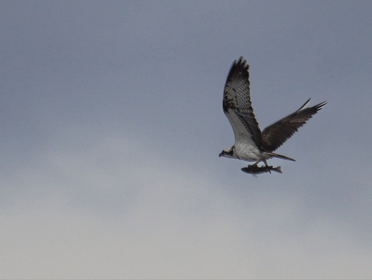 Osprey - ML642775719