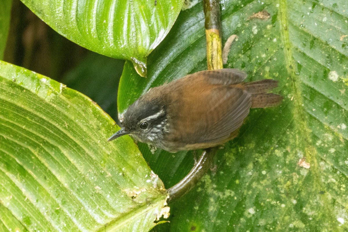 Gray-breasted Wood-Wren - ML642775727