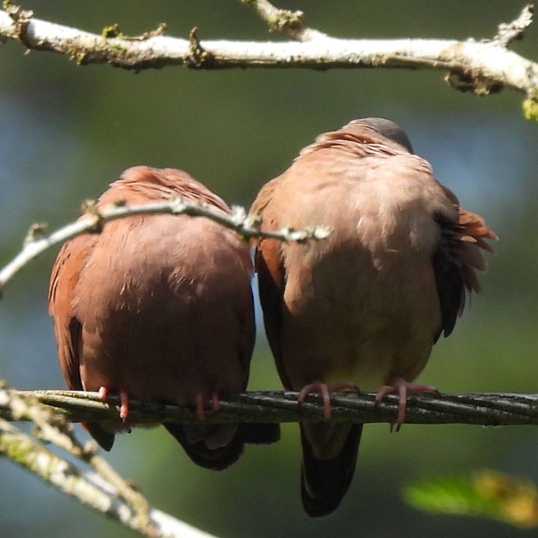 Ruddy Ground Dove - ML642775734