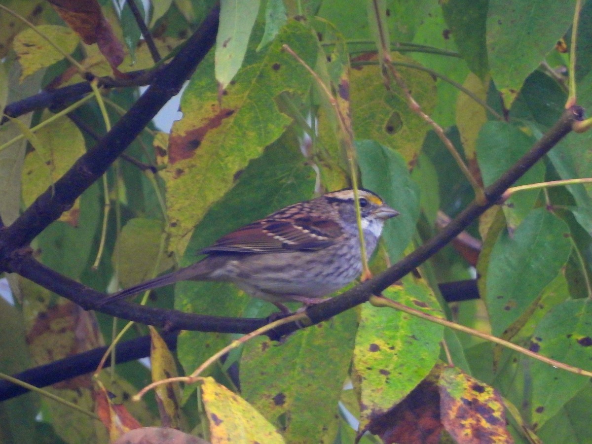 White-throated Sparrow - ML642775749