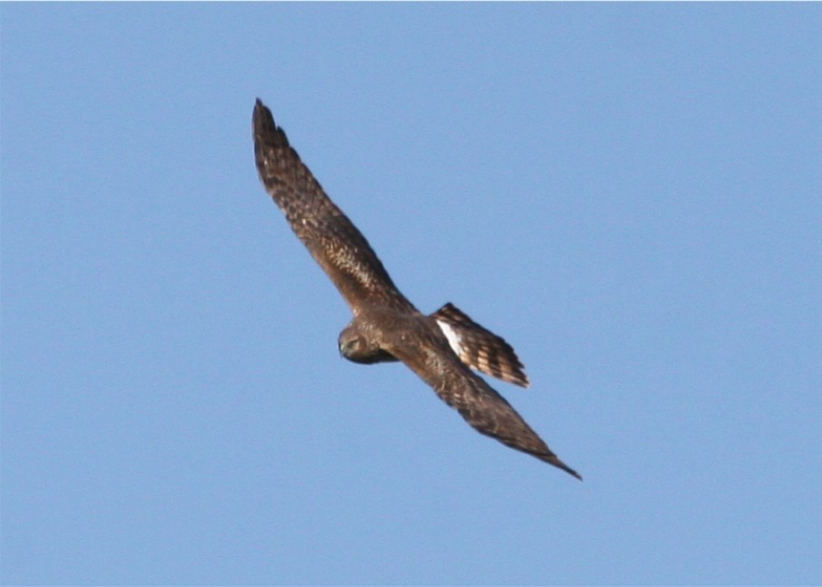 Northern Harrier - ML642775750