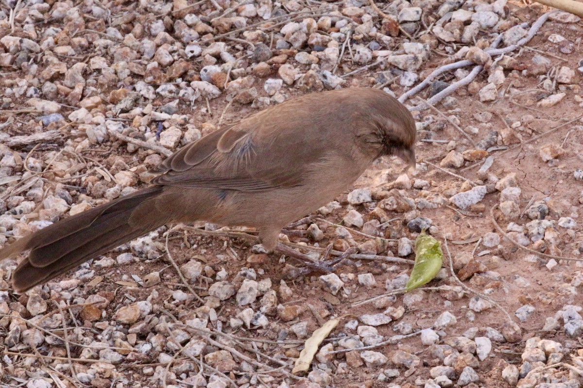 Abert's Towhee - ML642775761