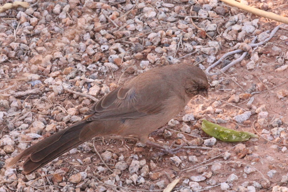 Abert's Towhee - ML642775762