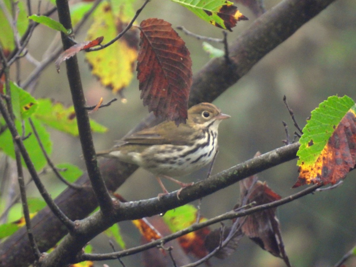 Ovenbird - ML642775764